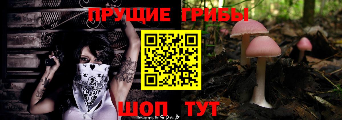 Псилоцибиновые грибы Psilocybine cubensis Новоалтайск